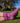 Comfort Natural Socks - The Glamorous Goat